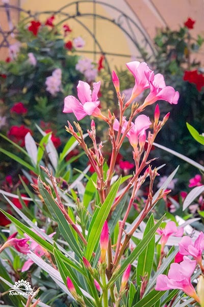 Nos pelargonium en jardinerie